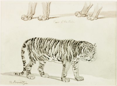 The Royal Tiger by Thomas Bewick